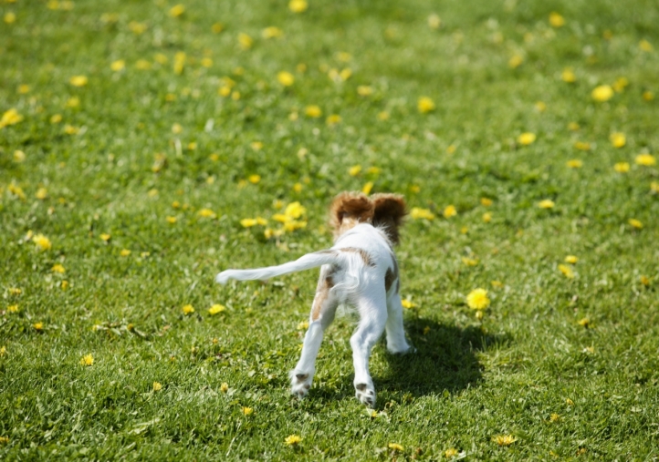 Chien mignon fond écran wallpaper