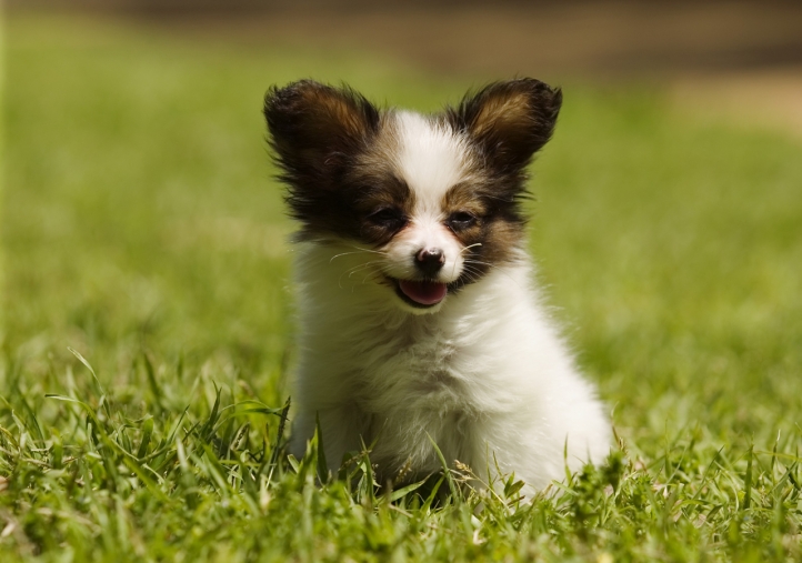 Chien mignon fond écran wallpaper