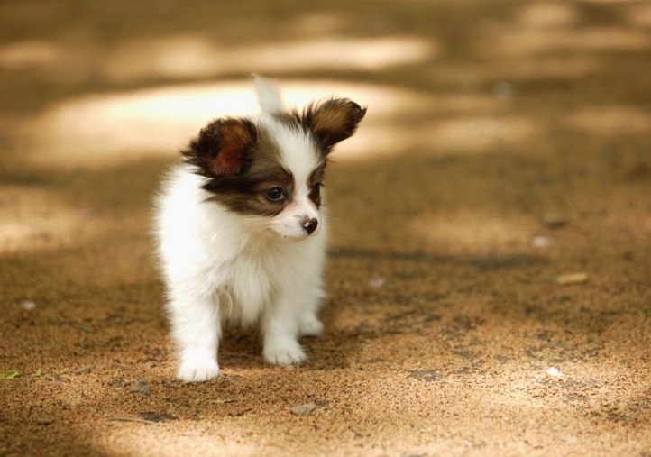 Chien mignon fond écran wallpaper