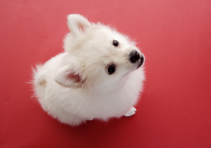 Chien mignon fond écran wallpaper
