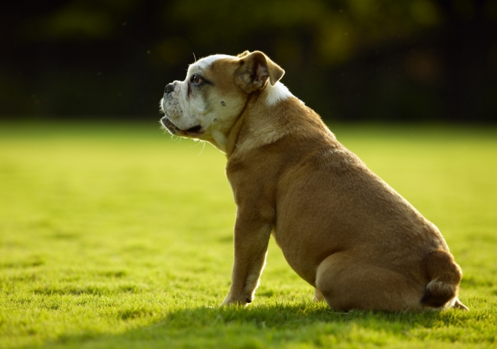 Chien mignon fond écran wallpaper