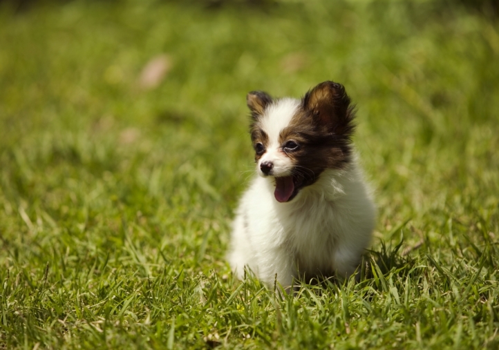 Chien mignon fond écran wallpaper