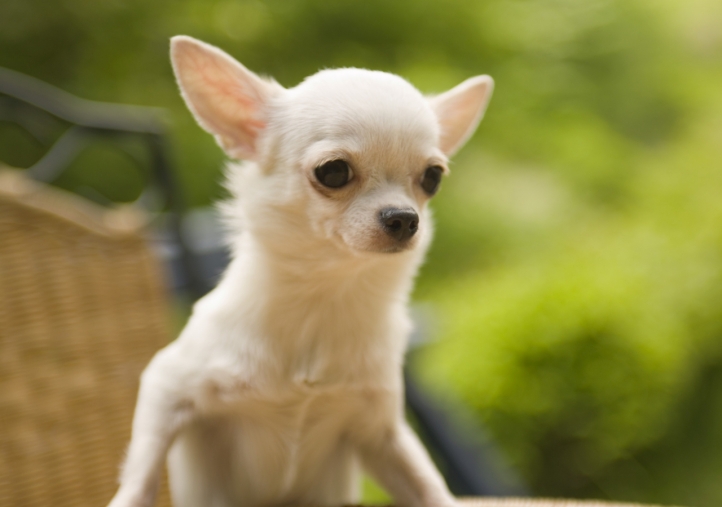 Chien mignon fond écran wallpaper