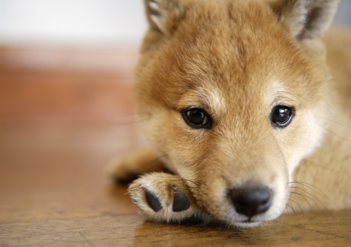 Écrans de Veille de animaux gratuits 