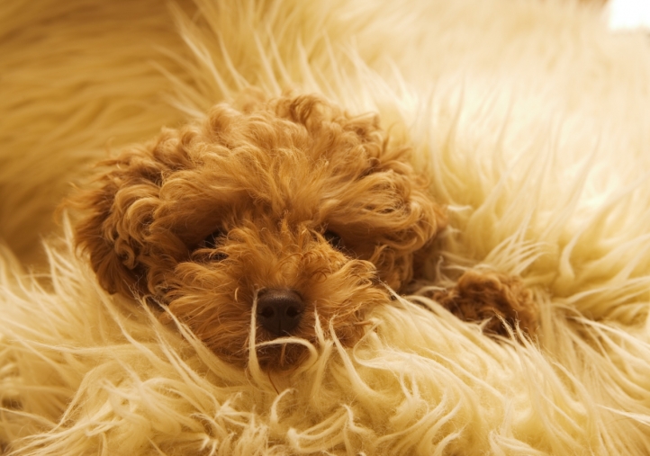 Chien mignon fond écran wallpaper