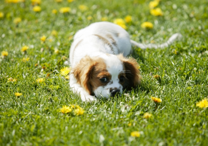 Chien mignon fond écran wallpaper