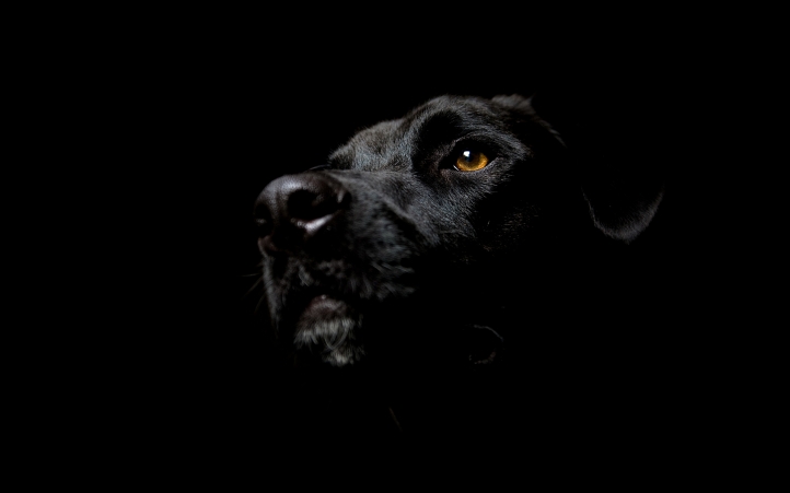 Le chien Noir fond écran wallpaper