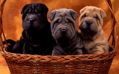 fond écran 01-chiots