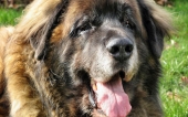 fond écran 02-chien berger berge lambert