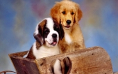 fond écran 02-chiots