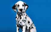 fond écran 04-chiots dalmatien