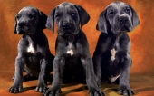fond écran 09-trois chiots