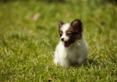 miniature Chien mignon