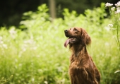 miniature Chien mignon