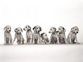 miniature Chiens - Chiots