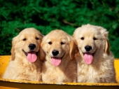 miniature Chiens - Chiots
