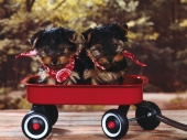 miniature Chiens - Chiots
