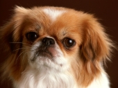miniature Chiens - Chiots