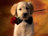 miniature Chiens - Chiots