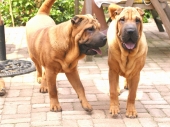 miniature Chiens - Chiots