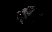 fond écran Le chien Noir