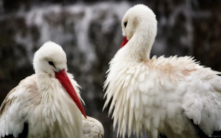 deux cigognes fond écran wallpaper