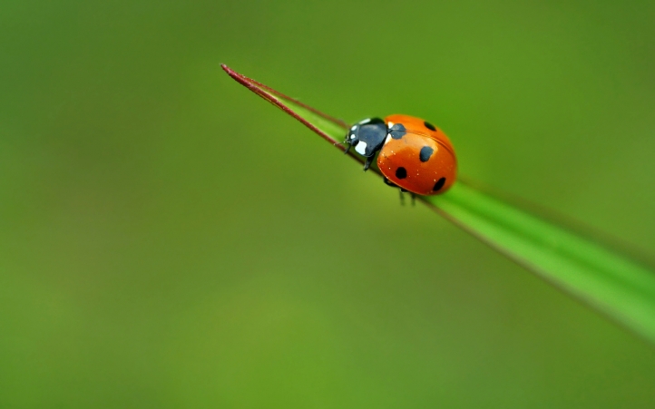 coccinelle fond écran wallpaper