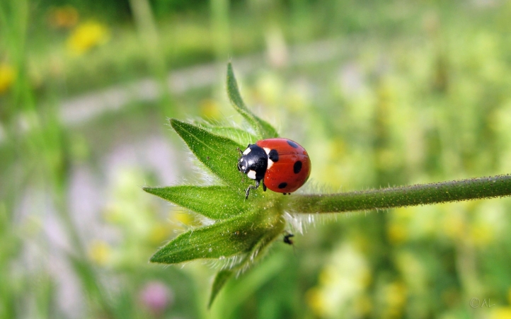 coccinelle fond écran wallpaper