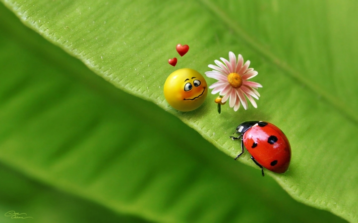 coccinelle fond écran wallpaper