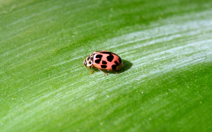 coccinelle fond écran wallpaper