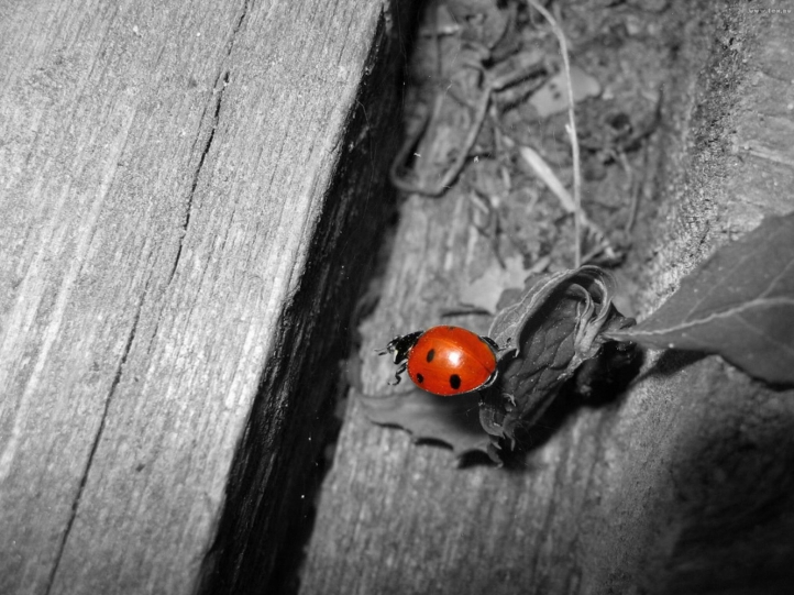 coccinelle fond écran wallpaper