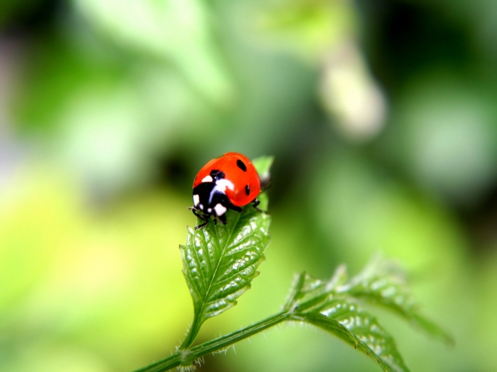 Coccinelles fond écran wallpaper