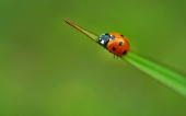 fond écran coccinelle