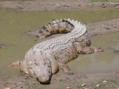 fond écran Crocodile