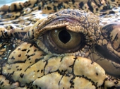 fond écran Yeux crocodile