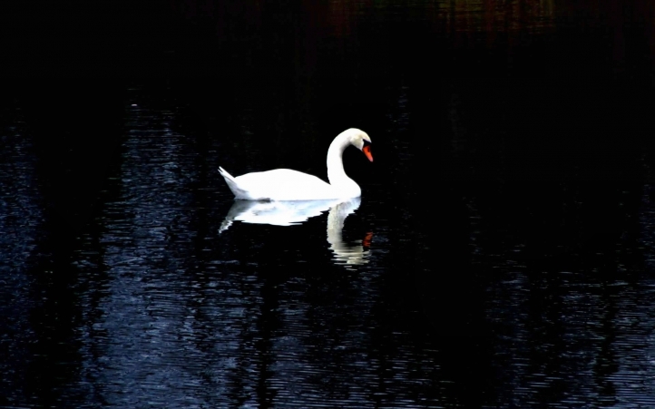 cygnes fond écran wallpaper