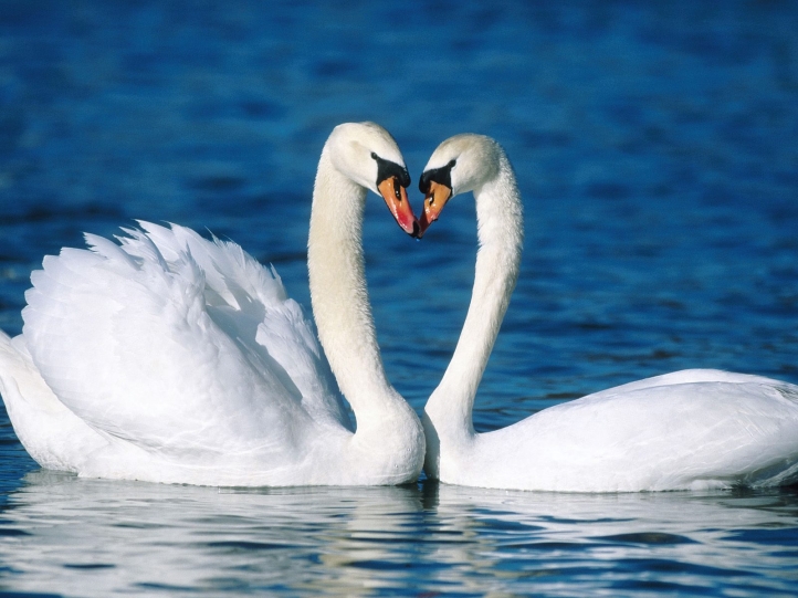 Cygnes fond écran wallpaper