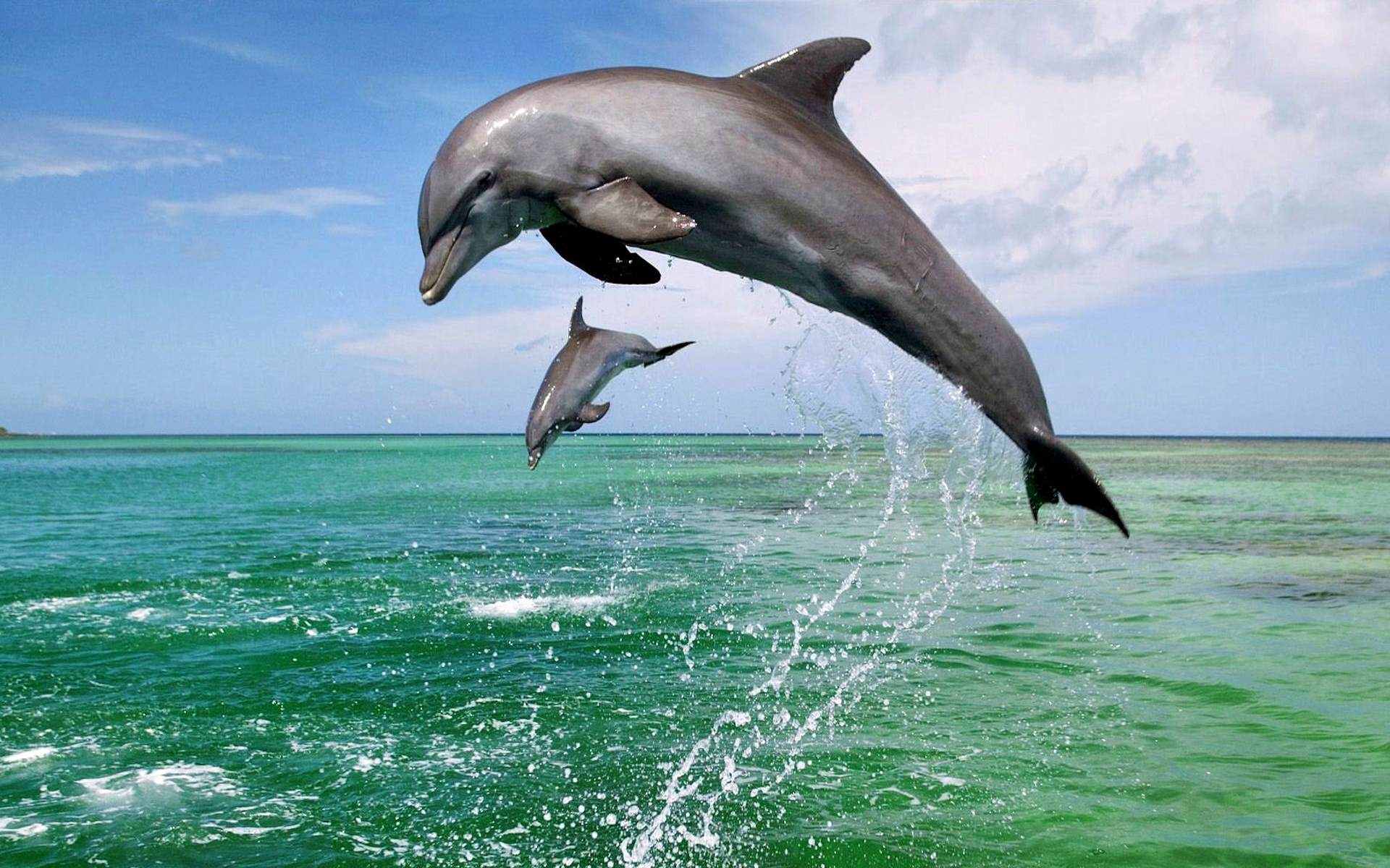 02-dauphin-dauphins-animaux.jpg