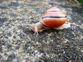 fond écran escargot