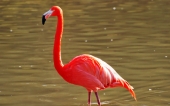 fond écran flamands rose