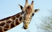 miniature 01-girafe