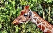 miniature 03-girafe