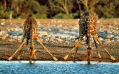 miniature 04-girafe