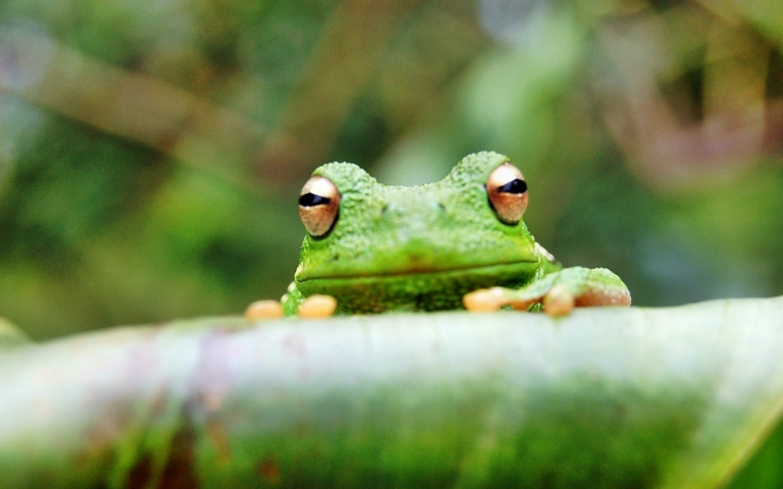 10-grenouille fond écran wallpaper