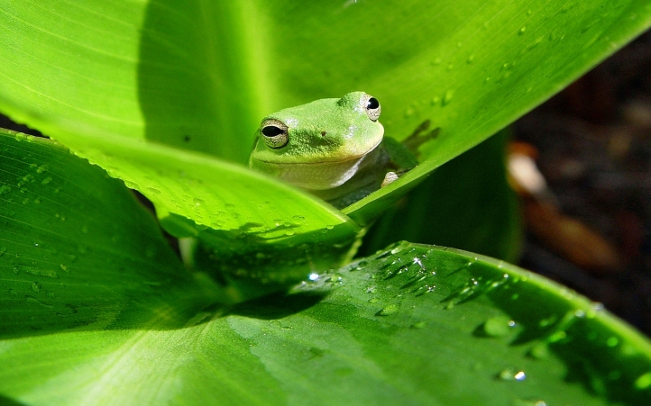 11-grenouille fond écran wallpaper