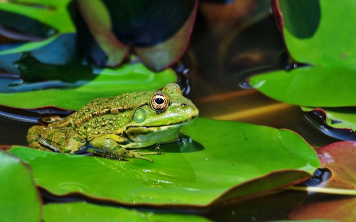 13-grenouille fond écran wallpaper