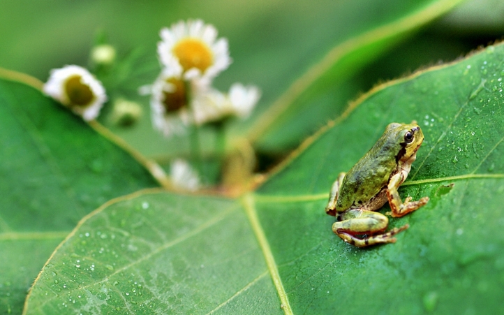 15-grenouille fond écran wallpaper