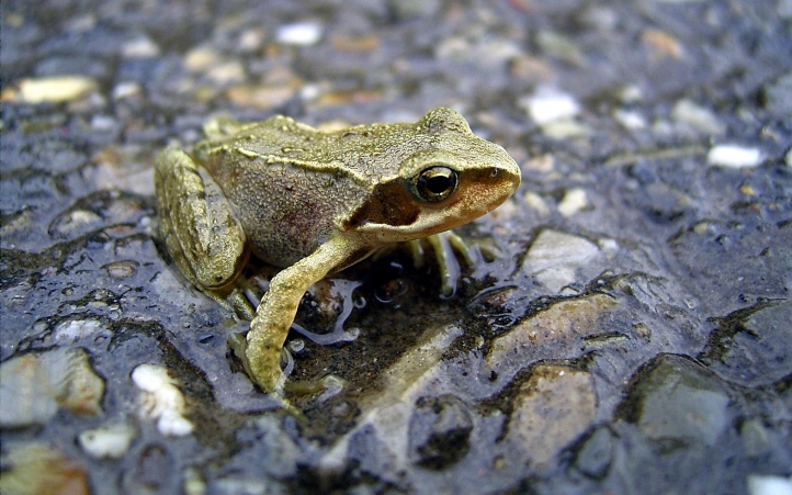 18-grenouille fond écran wallpaper