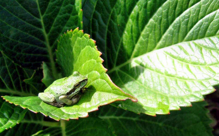 grenouilles fond écran wallpaper