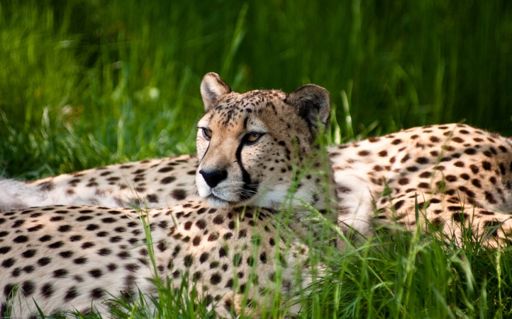 Guépard fond écran wallpaper